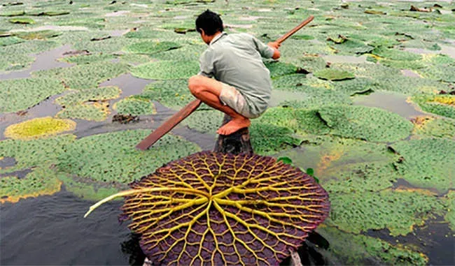 Harvesting the Goodness: The Journey of Makha..